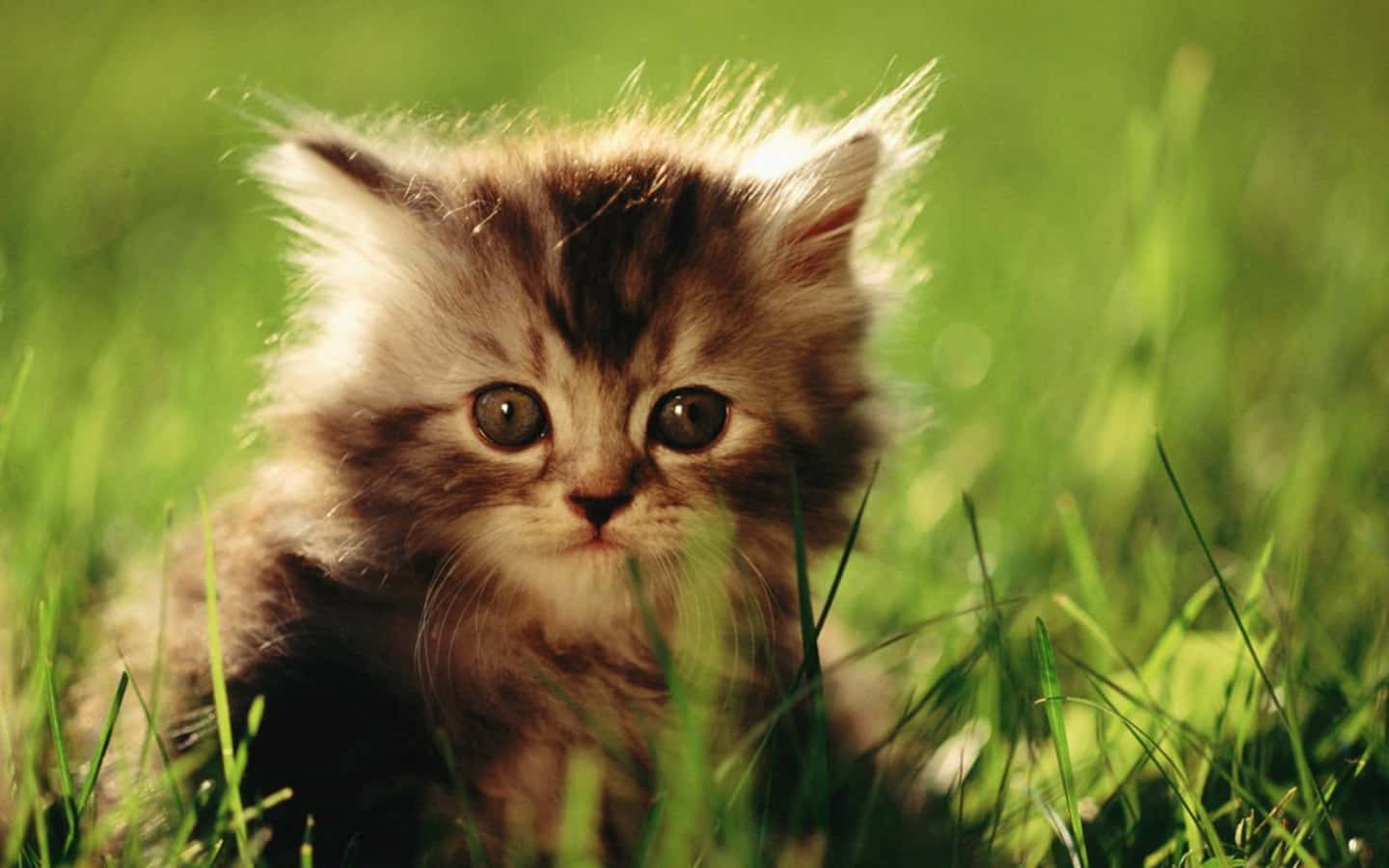 Picha ya Kitten wa Kiajemi Picha ya Ukuta