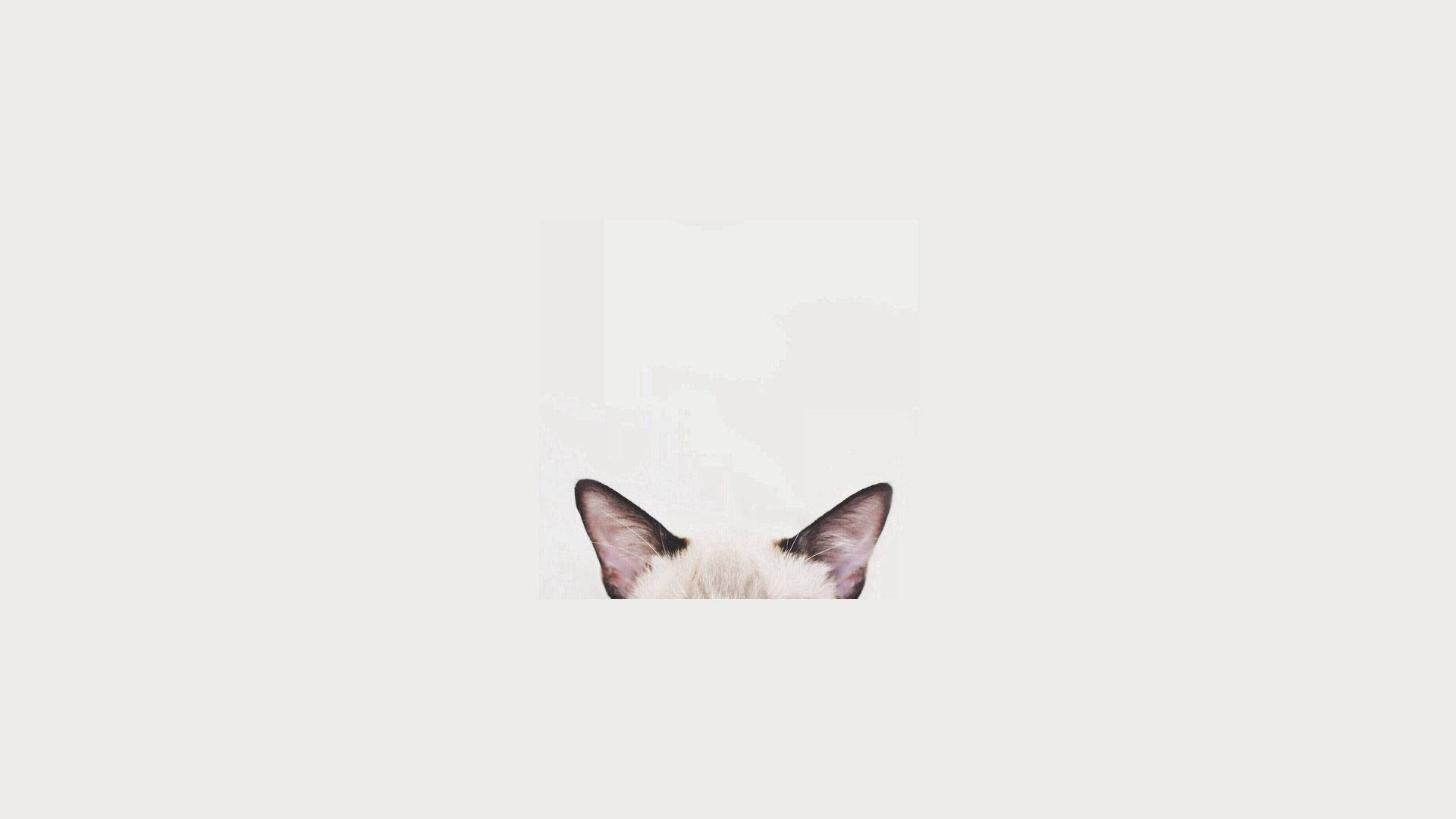 Picha ya Kompyuta ya Kichwa cha Paka Minimalist Picha ya Ukuta