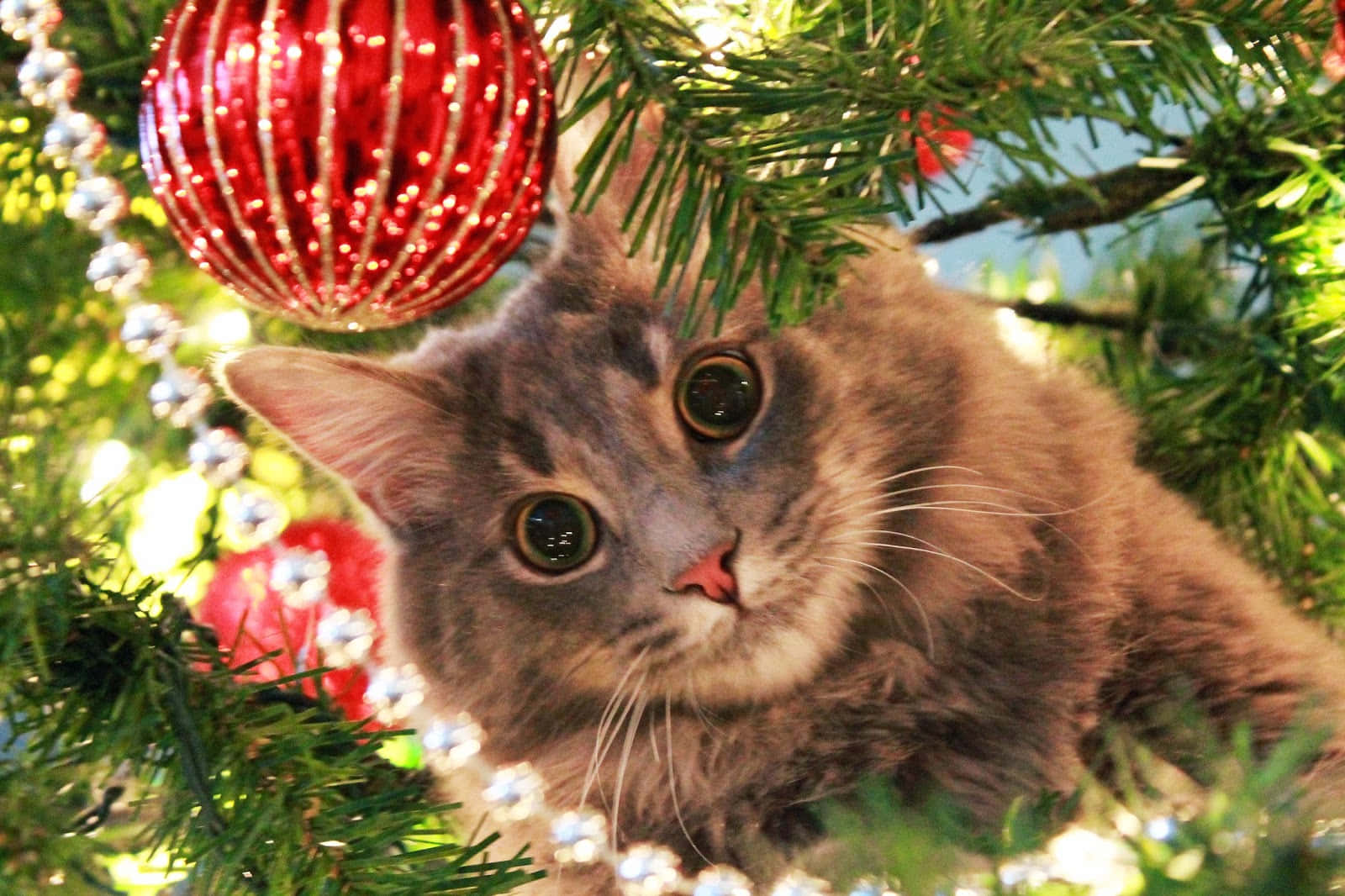 Picha ya Krismasi ya Kiti cha Fuzzy Picha ya Ukuta