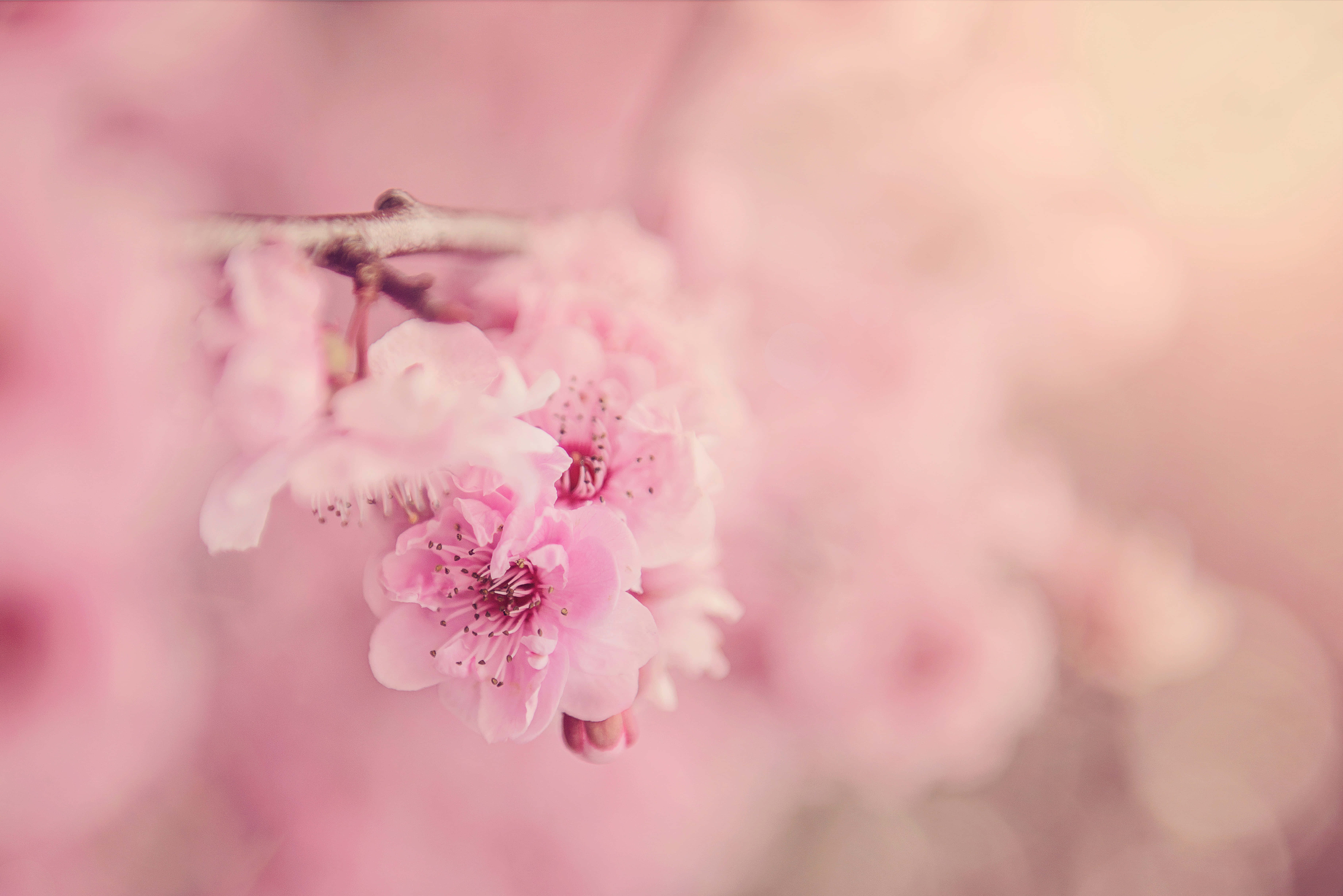 Picha ya Maua ya Blossom ya Waridi Picha ya Ukuta