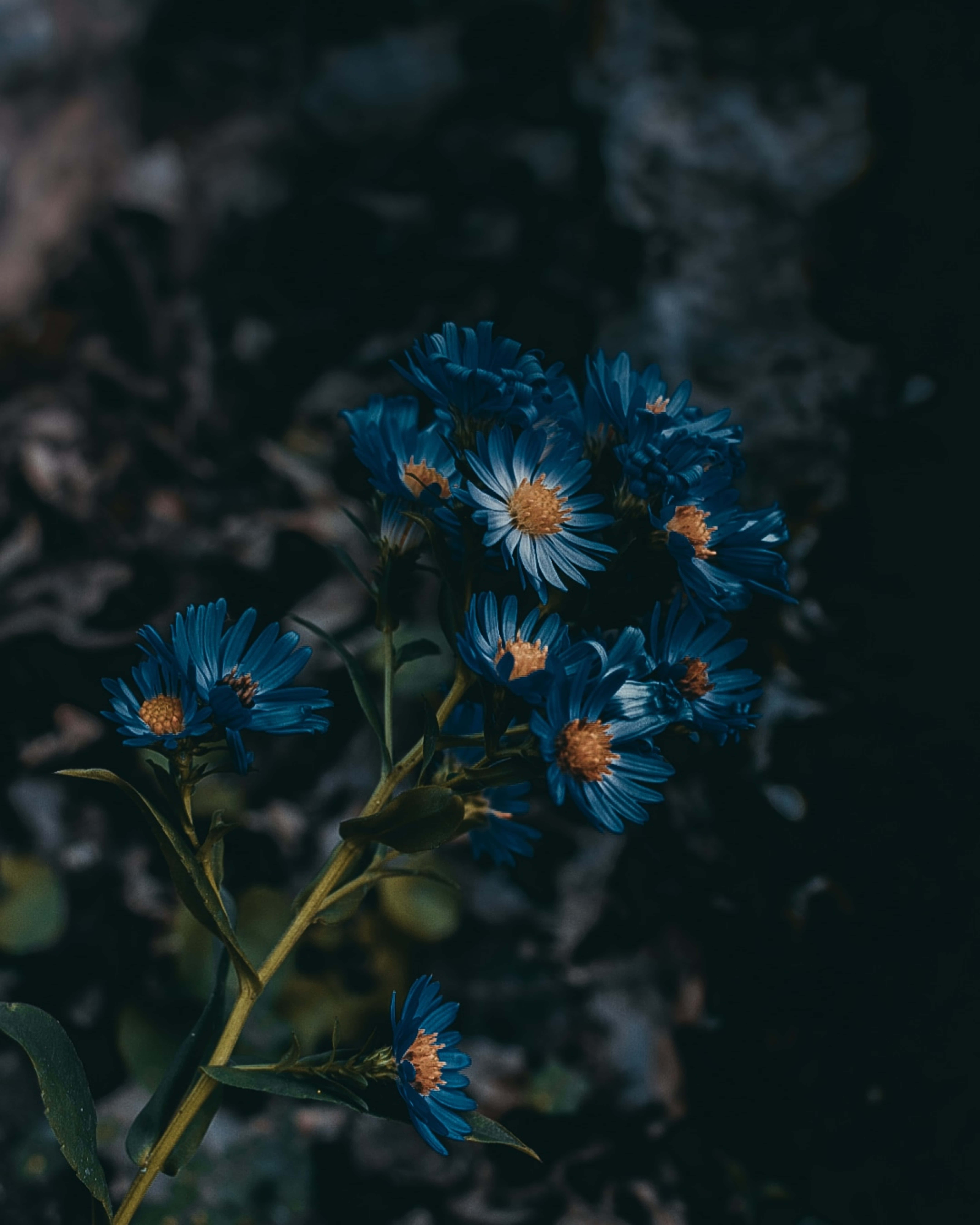 Picha ya Maua ya Bluu ya Michaelmas-daisy ya Ulaya Picha ya Ukuta