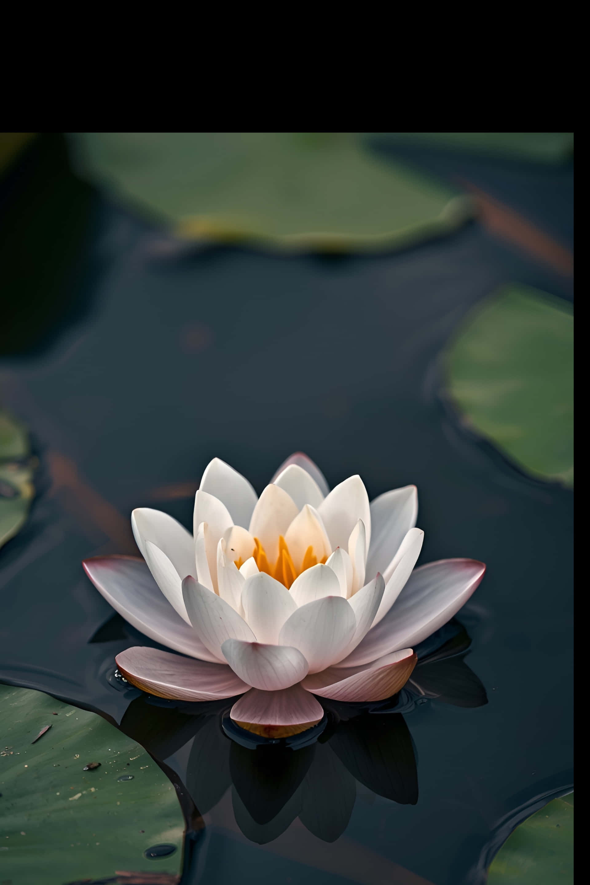 Picha ya Maua ya Lotus Nyeupe kwenye Maji Meusi Picha ya Ukuta