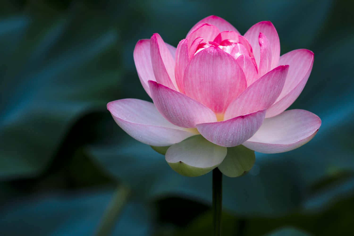 Picha ya Maua ya Pink ya Lotus Majini Picha ya Ukuta
