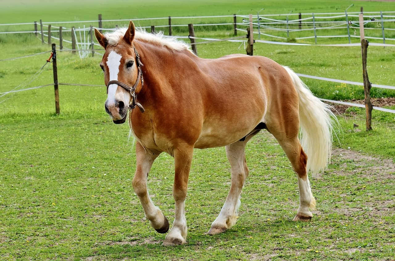 Picha ya Mbio za Farasi wa Palomino Haflinger Picha ya Ukuta