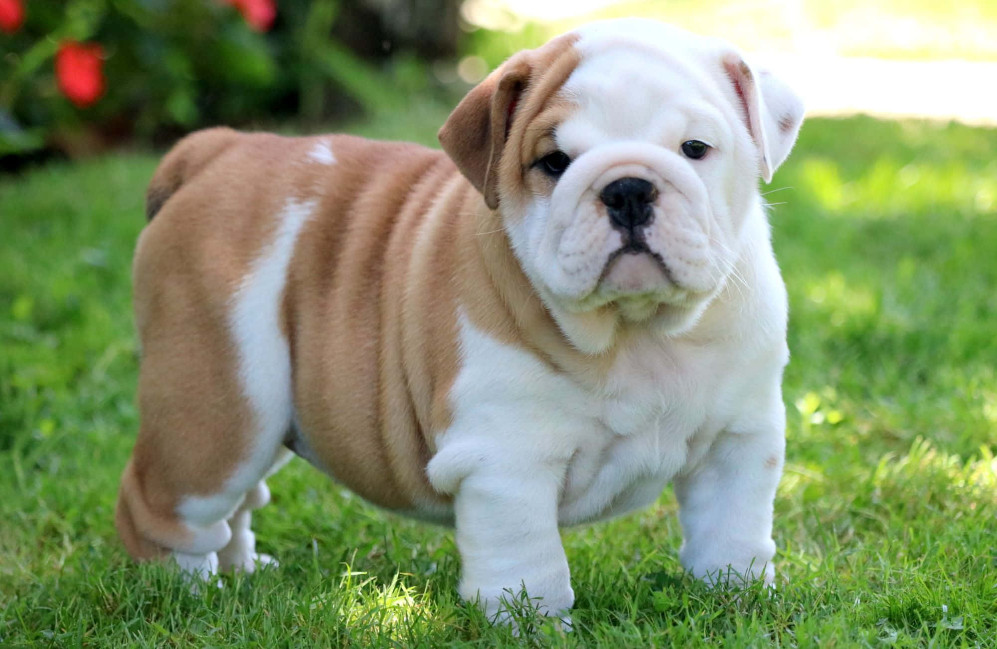 Picha ya Mbwa Bulldog Mchanga Mnene na Mrembo Picha ya Ukuta