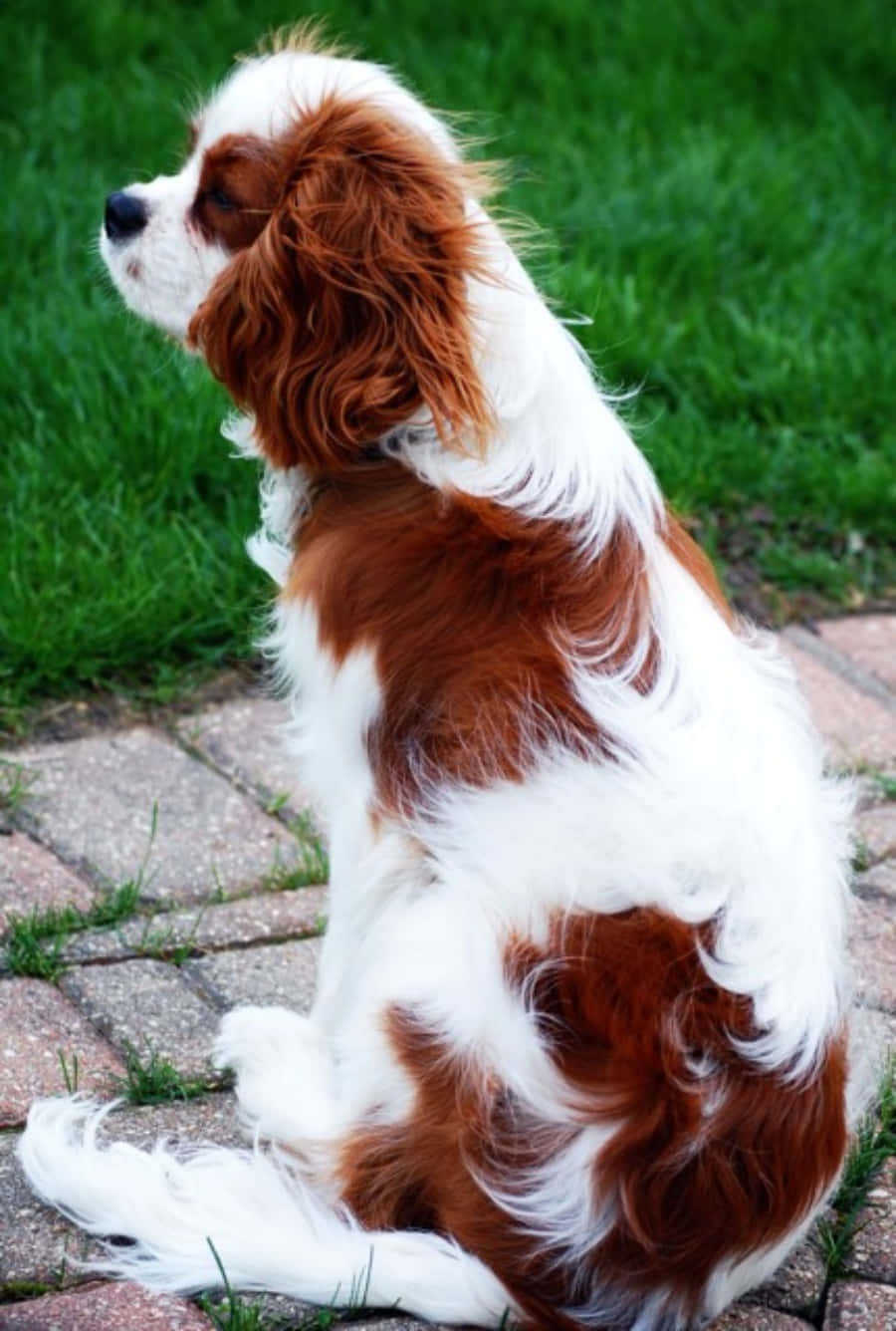 Picha ya Mbwa Cavalier King Charles Spaniel Picha ya Ukuta