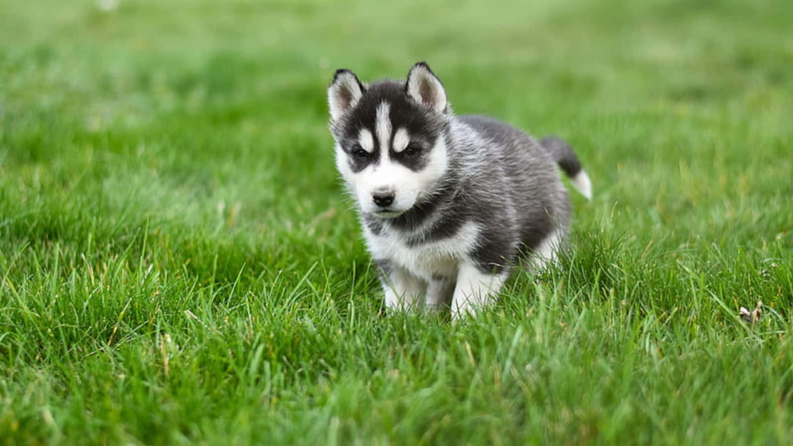 Picha ya Mbwa Husky Mdogo Mzuri Akiicheza Kwenye Nyasi Picha ya Ukuta