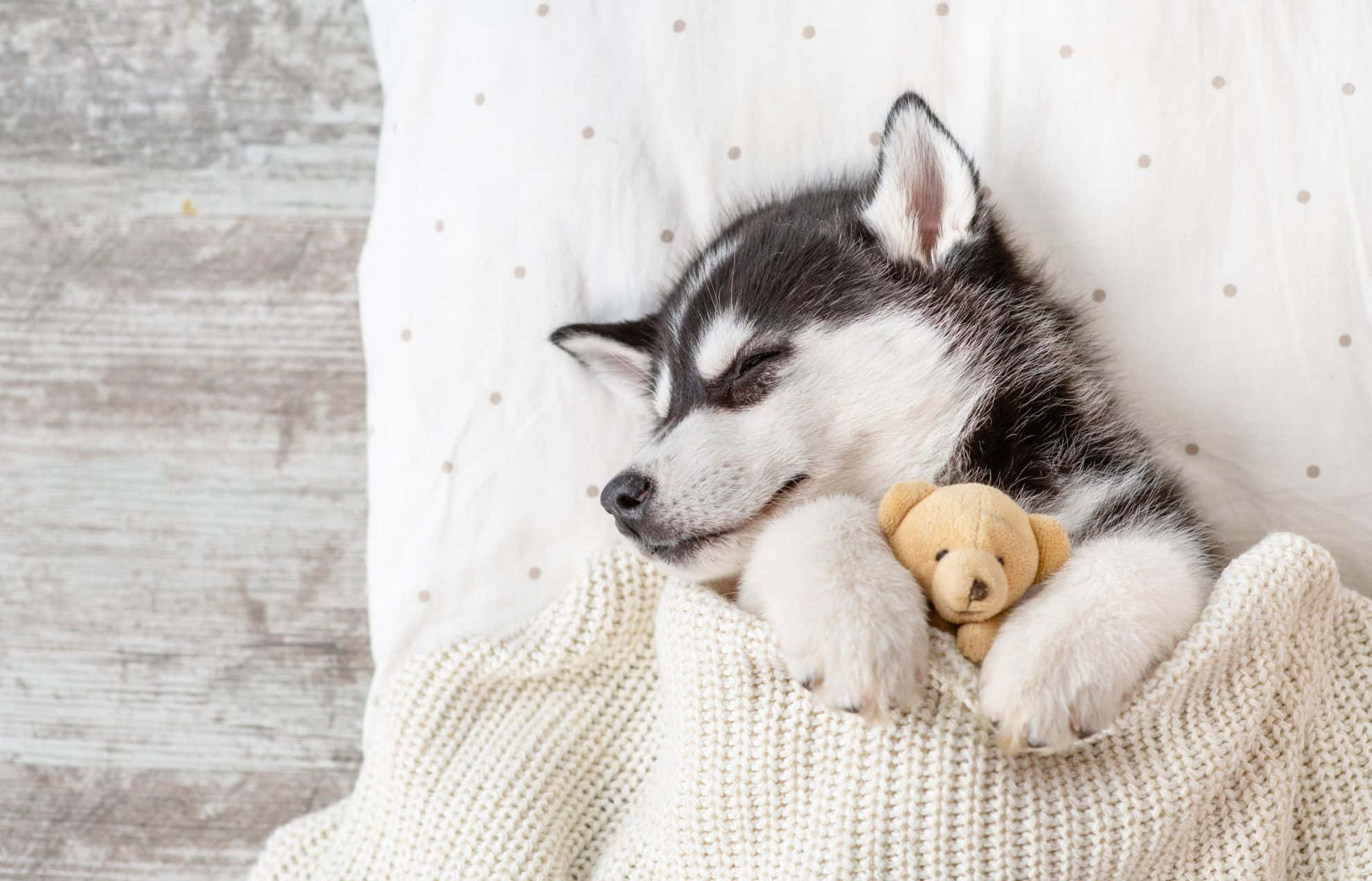 Picha ya Mbwa Husky Mzuri Akiwa Amelala na Teddy Picha ya Ukuta