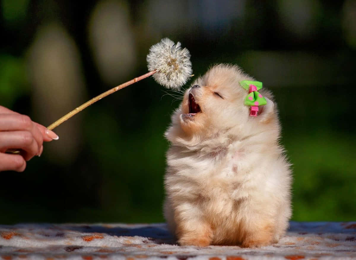 Picha ya Mbwa Mrembo wa Pomeranian Picha ya Ukuta