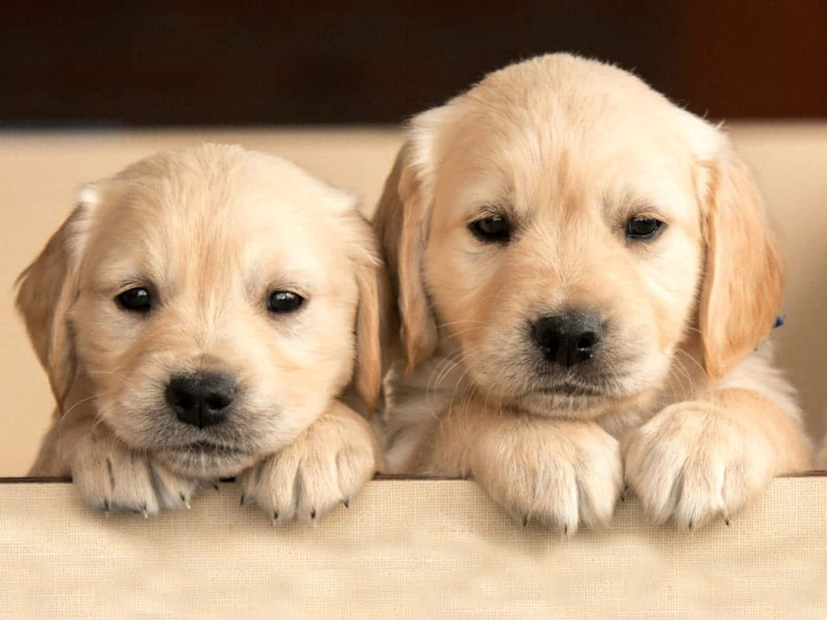 Picha ya Mbwa Mzuri wa Labrador Retriever Picha ya Ukuta