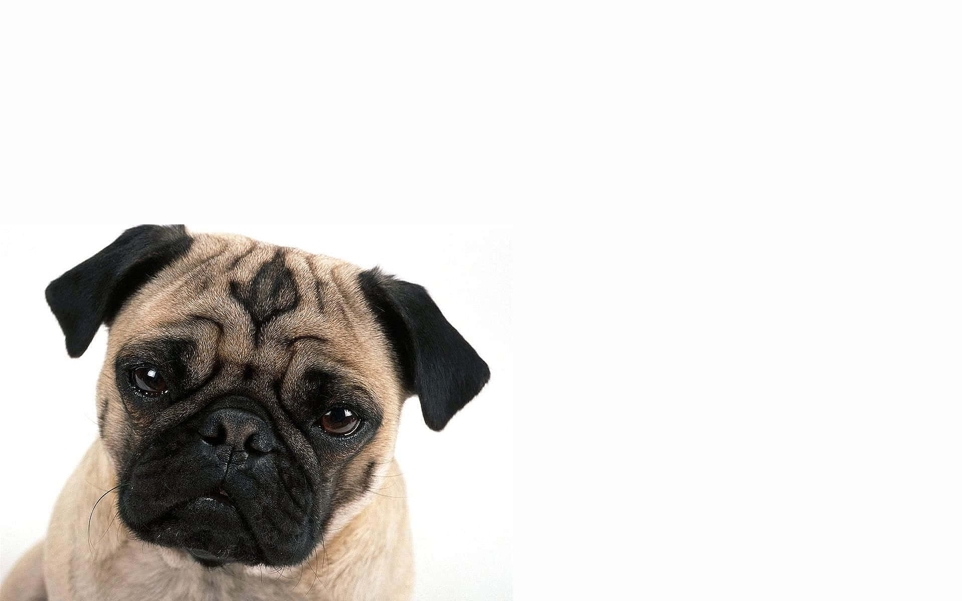 Picha ya Mbwa Pug wa Rangi ya Kahawia Picha ya Ukuta