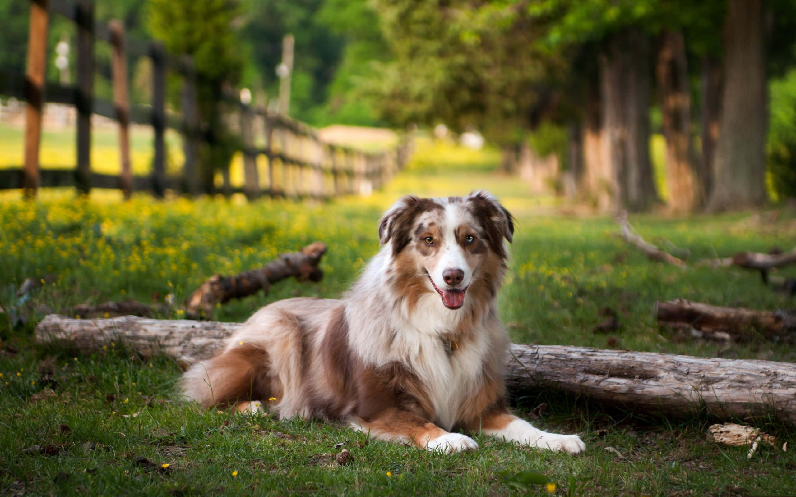Picha ya Mbwa wa Australian Shepherd Akiwa Juu ya Gogo Picha ya Ukuta