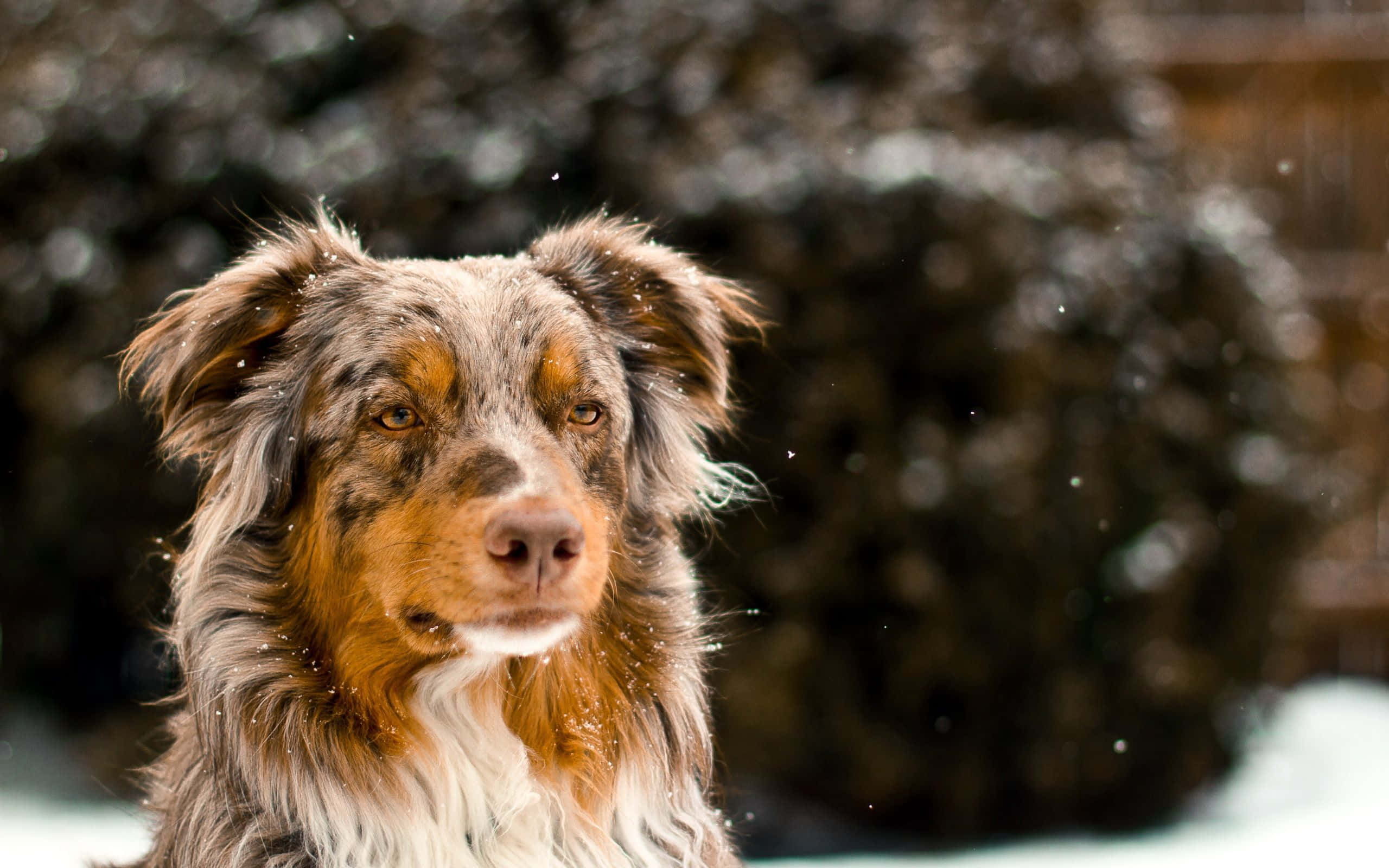 Picha ya Mbwa wa Australian Shepherd katika Theluji ya Baridi Picha ya Ukuta