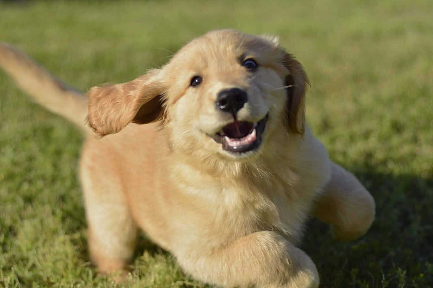Picha ya Mbwa wa Golden Retriever Akicheza Picha ya Ukuta