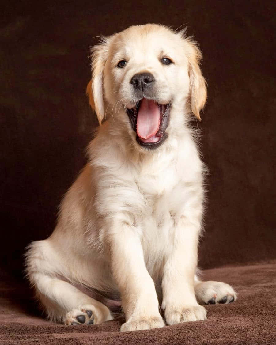 Picha ya Mbwa wa Golden Retriever Akipiga Miayo Picha ya Ukuta