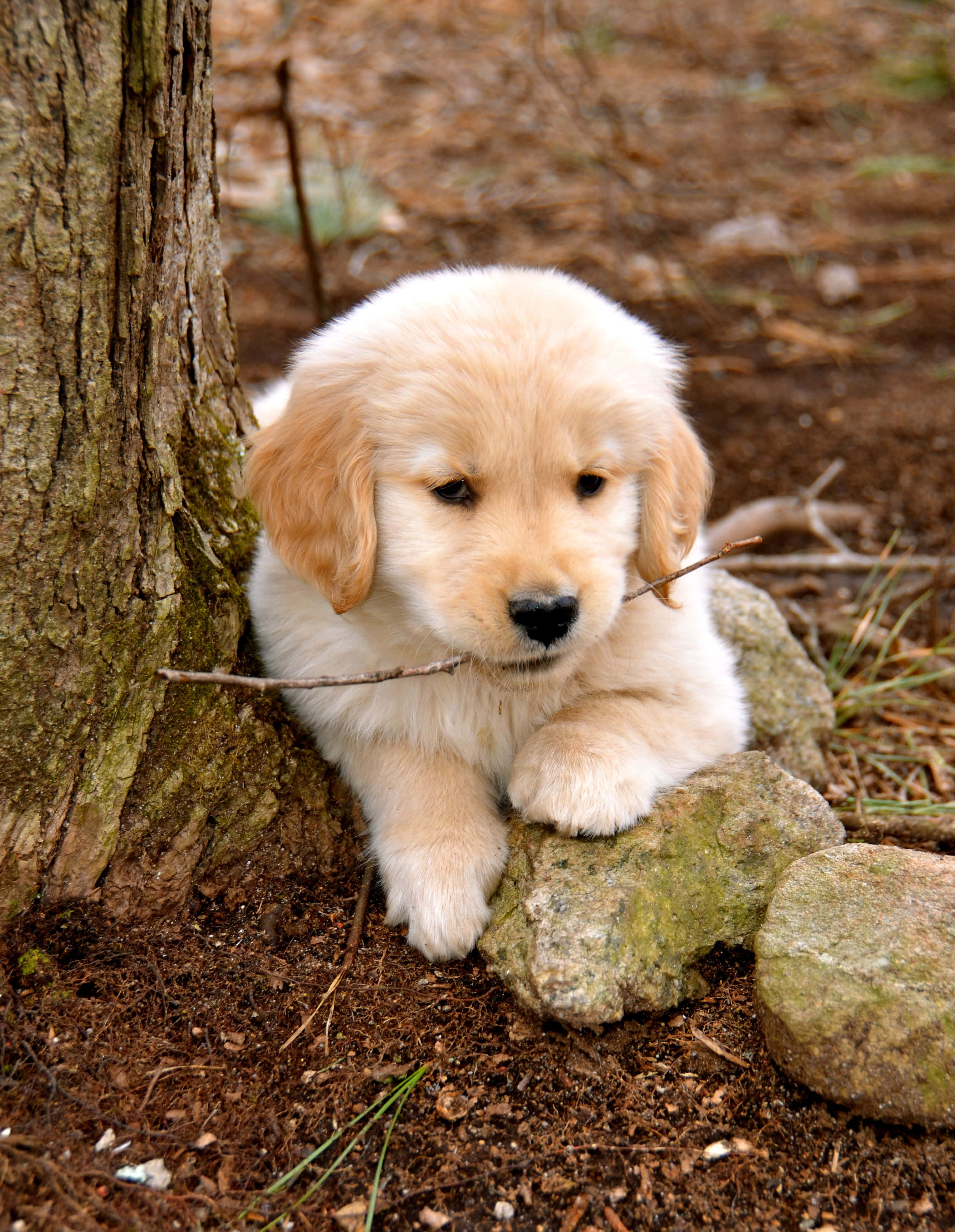 Picha ya Mbwa wa Golden Retriever Mkoba Picha ya Ukuta