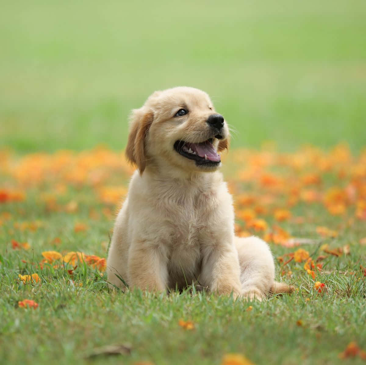 Picha ya Mbwa wa Golden Retriever Mwenye Furaha Picha ya Ukuta