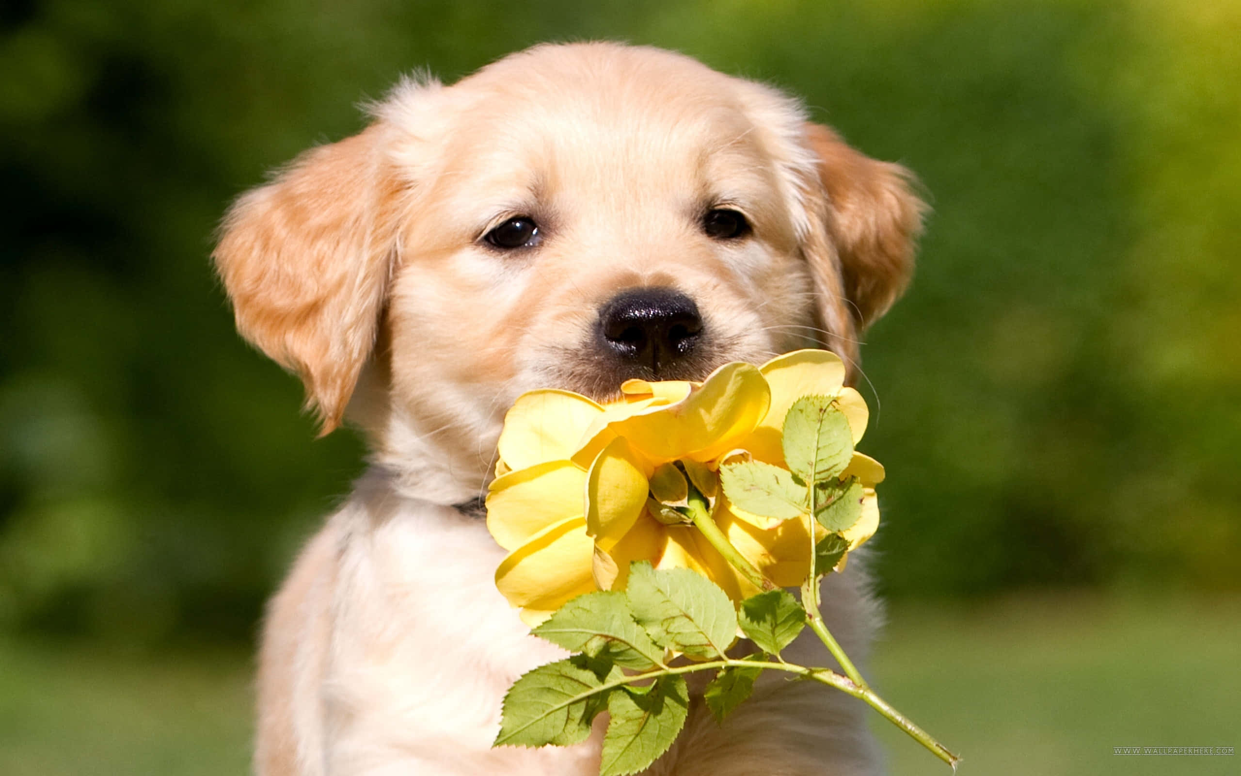 Picha ya Mbwa wa Golden Retriever na Maua Picha ya Ukuta
