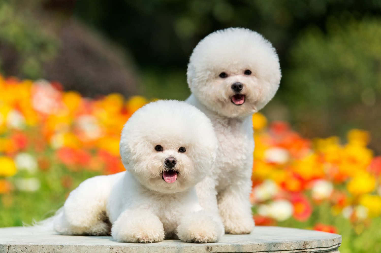Picha ya Mbwa Wadogo wa Bichon Frise Picha ya Ukuta