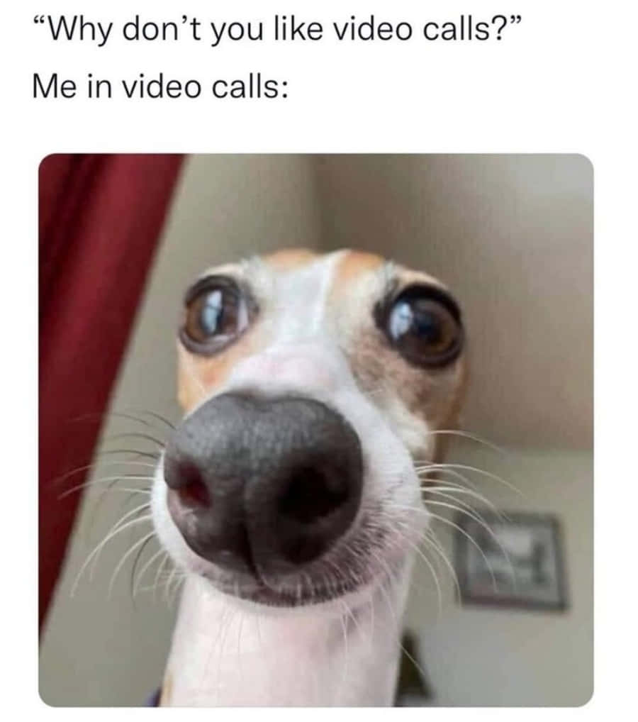 Picha ya Meme ya Mbwa Mwenye Macho Makubwa Picha ya Ukuta
