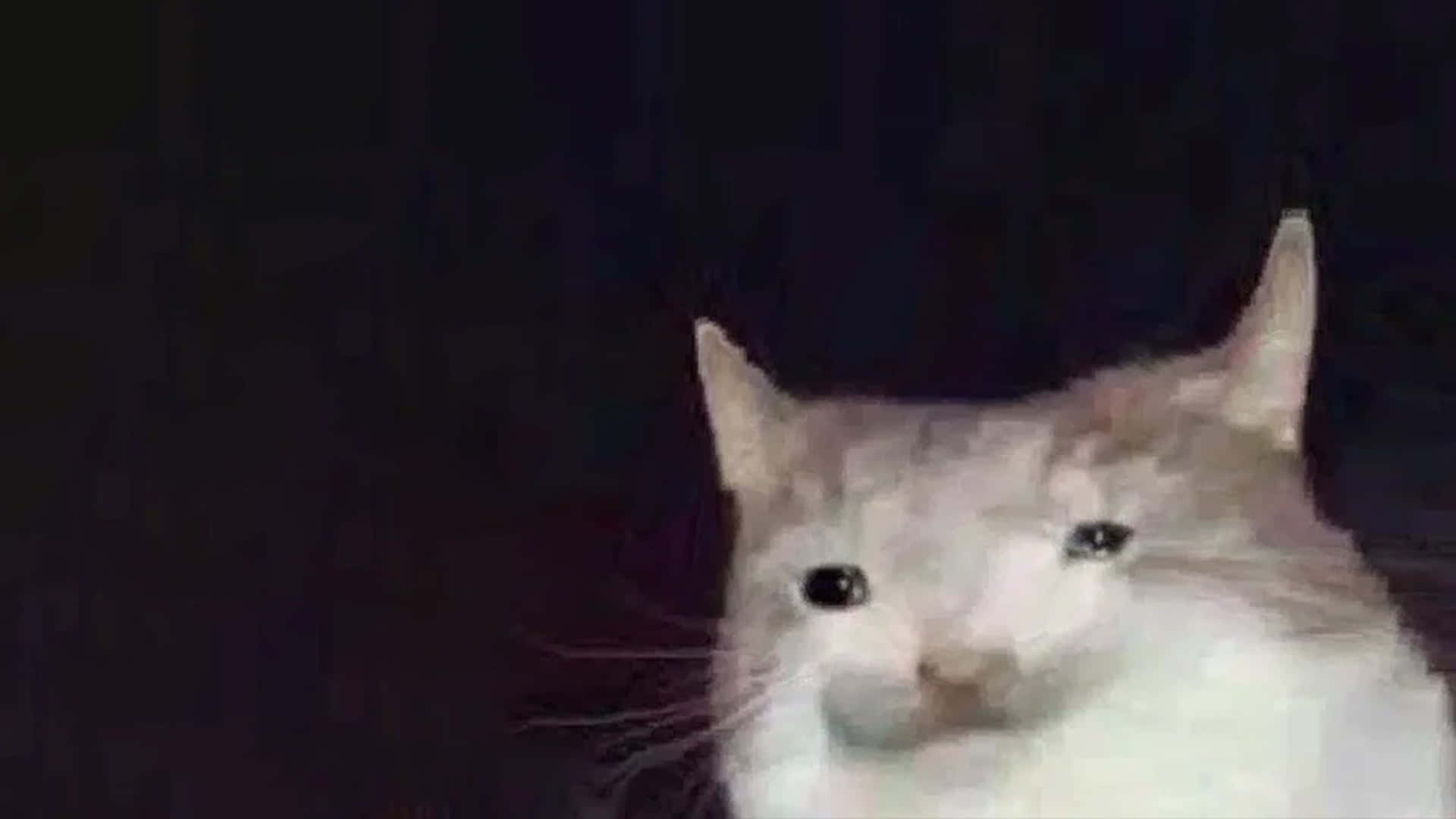 Picha ya Meme ya Paka Aliyeharibika Picha ya Ukuta