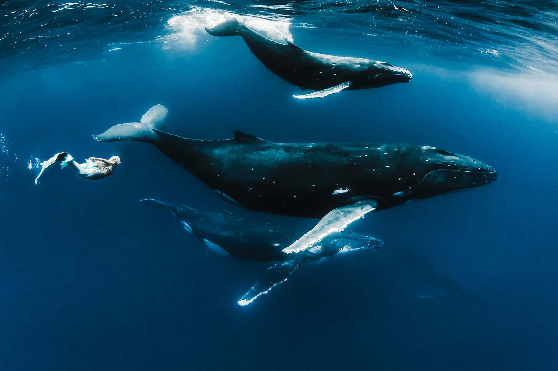 Picha ya Mermaid na Nyangumi Buluu Halisi Picha ya Ukuta