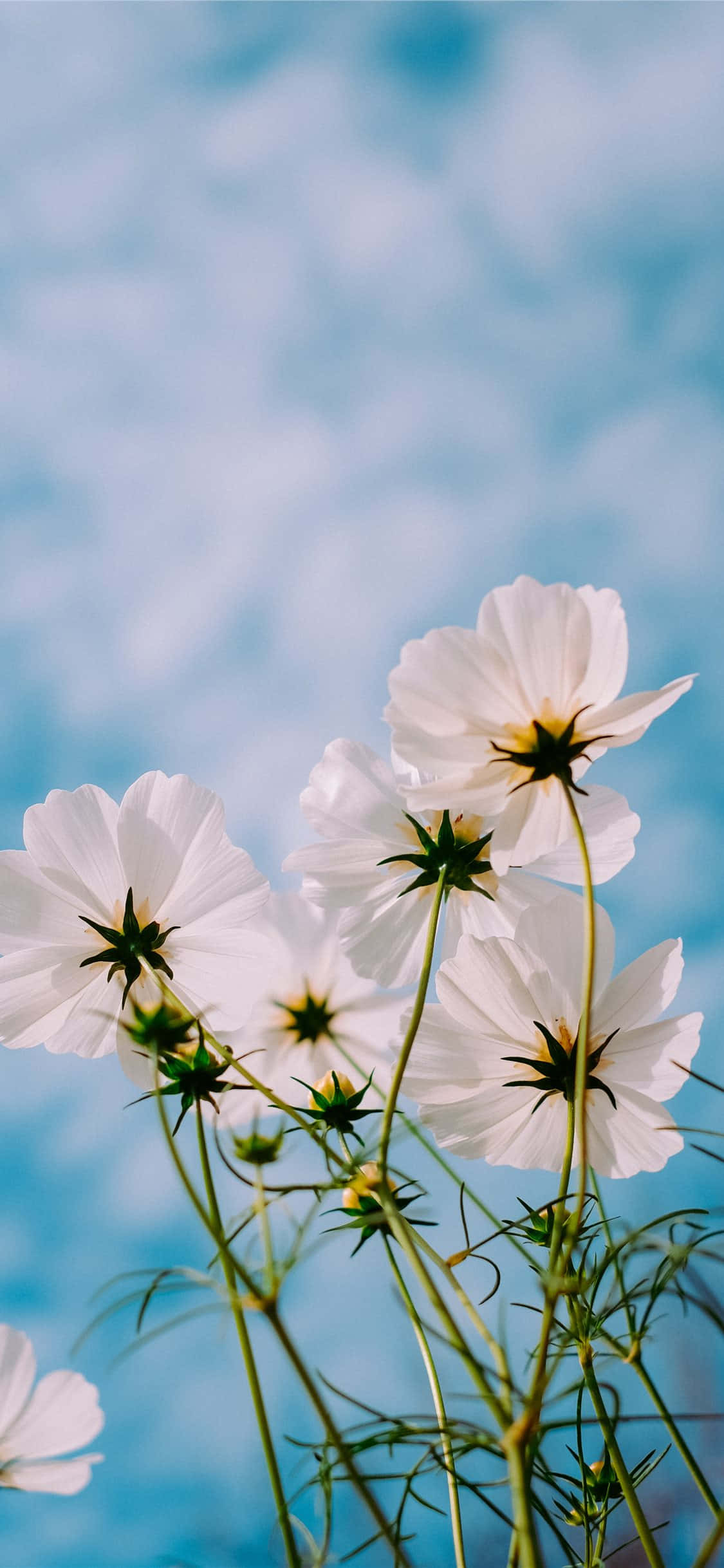 Picha ya Mfano wa Mbao Mwitu Garden Cosmos Picha ya Ukuta