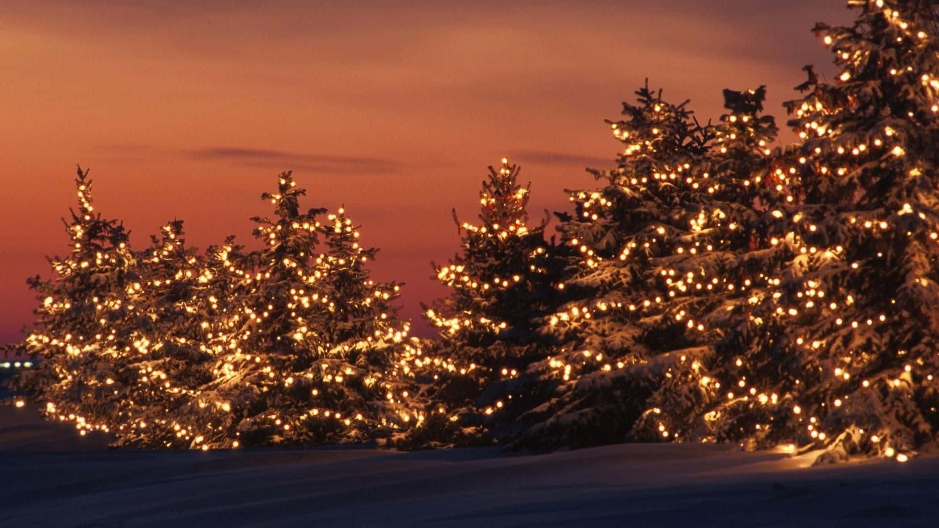 Picha ya Miti ya Krismasi yenye Taa za Krismasi Chini ya Machweo Picha ya Ukuta