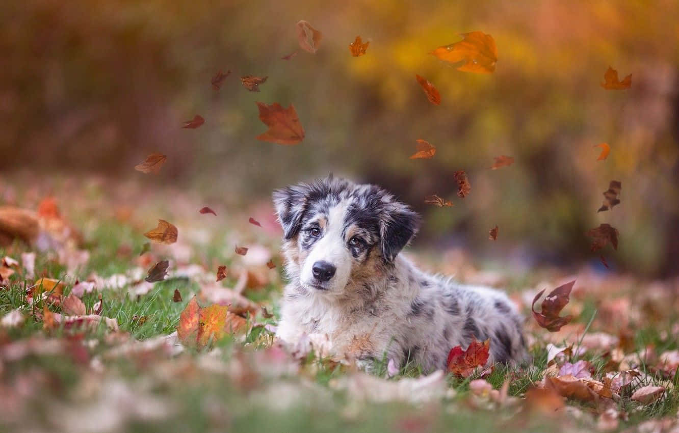 Picha ya Msimu wa Kharifu ya Mbwa Mwenye Upendo wa Australian Shepherd Picha ya Ukuta