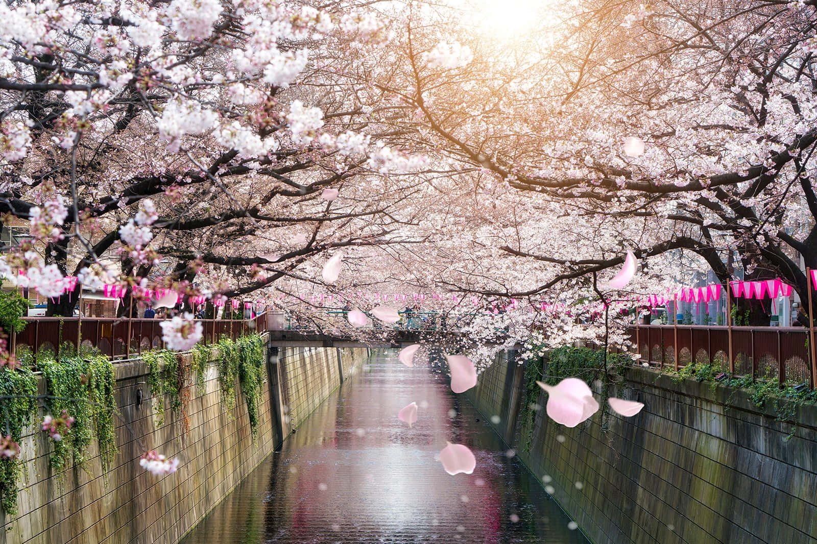 Picha ya Mto Meguro yenye Maua ya Cherry Picha ya Ukuta