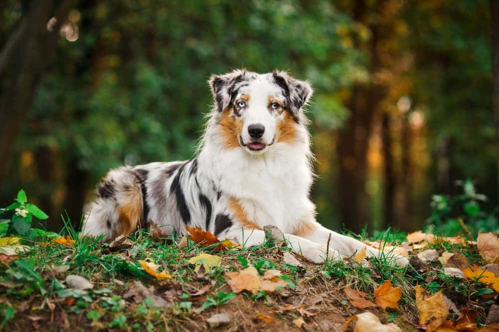 Picha ya Nostalgia ya Mbwa wa Australian Shepherd katika Autumn Picha ya Ukuta