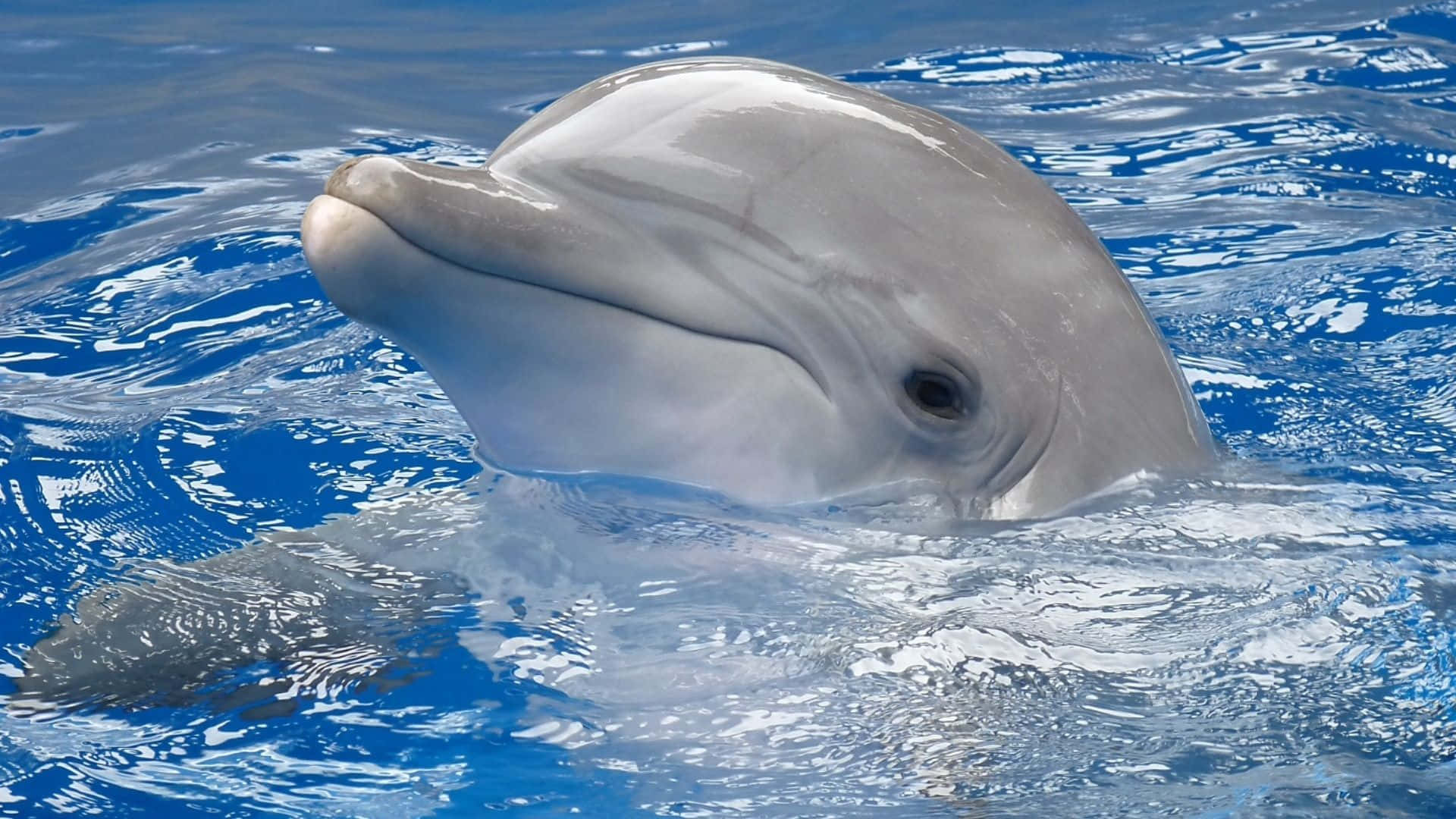 Picha ya Nyuso ya Dolphin Mrembo Picha ya Ukuta