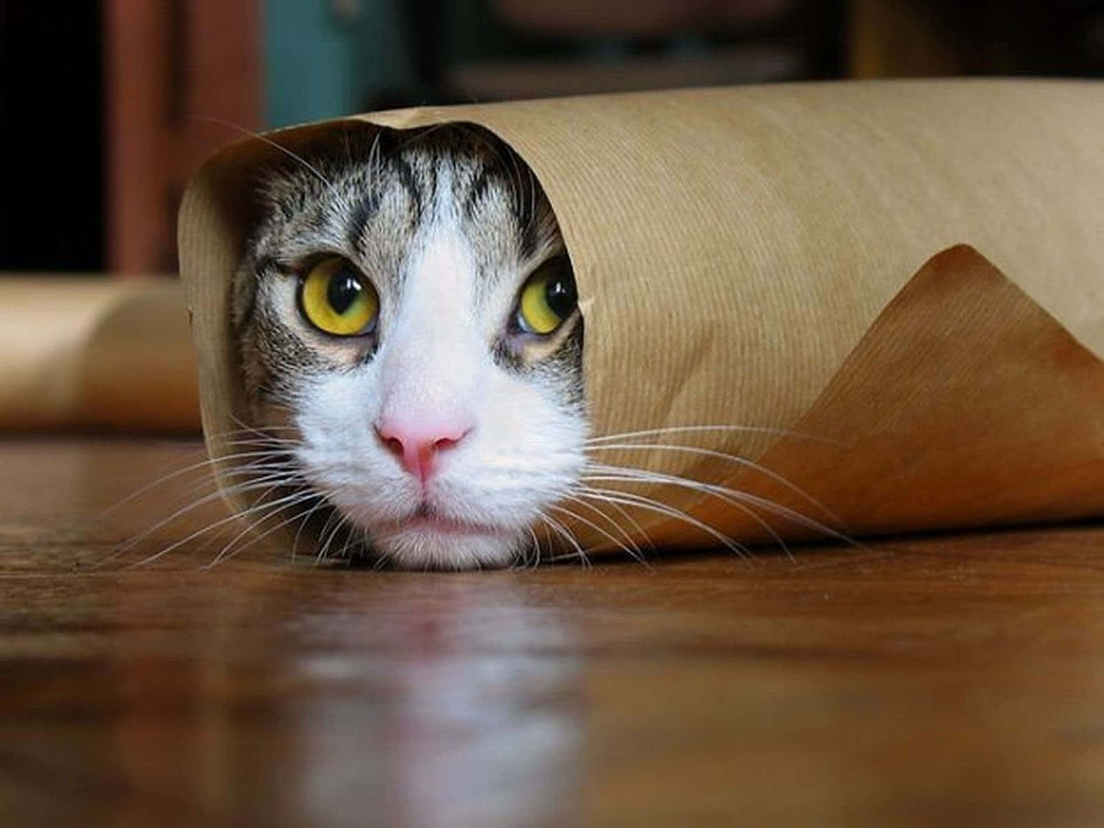 Picha ya Paka Aliyegeuka Burrito ya Kuchekesha Picha ya Ukuta