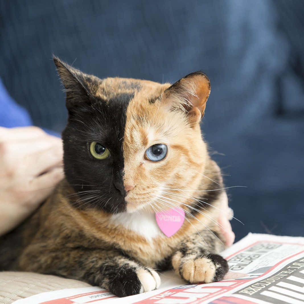 Picha ya Paka Mrembo wa Tortoiseshell Picha ya Ukuta