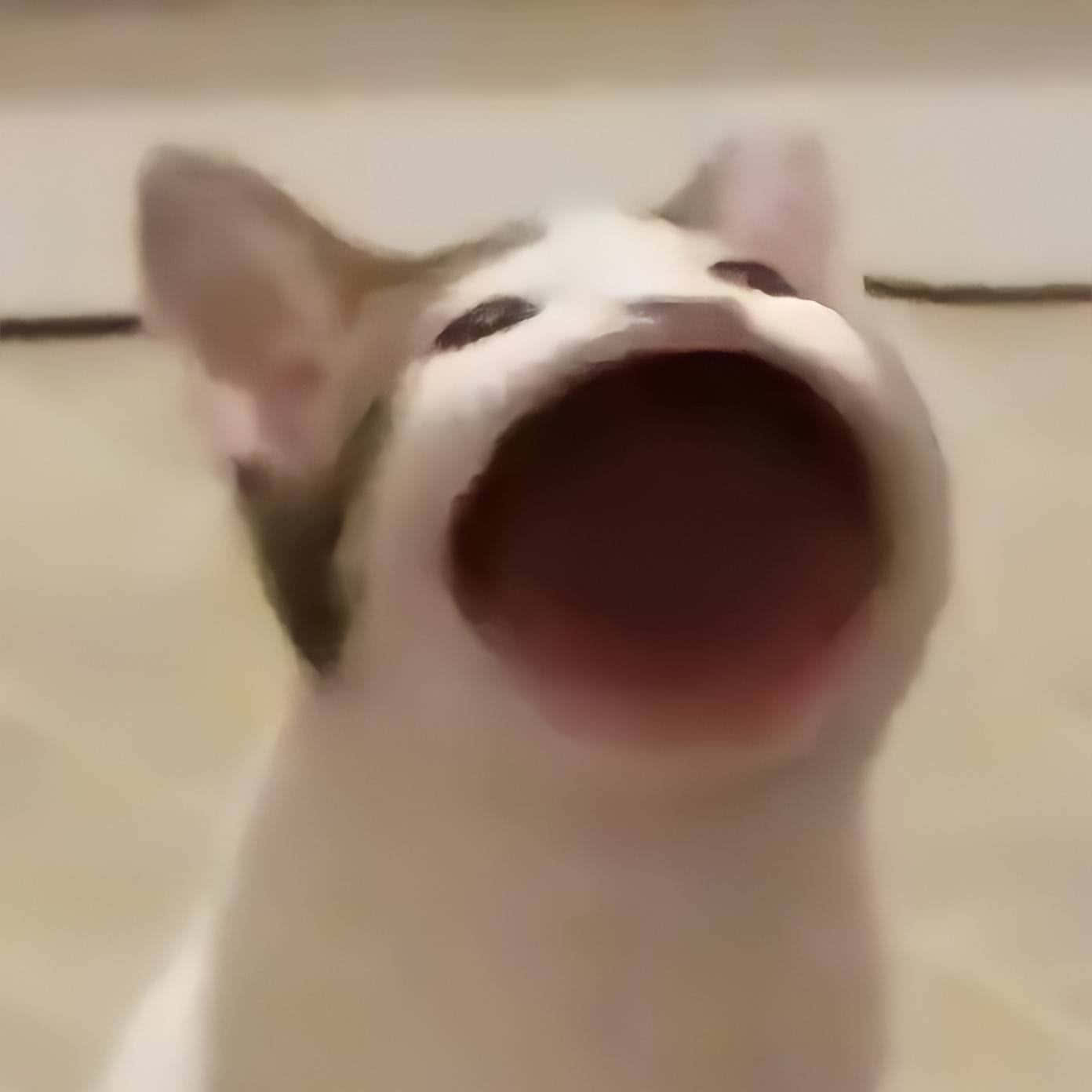 Picha ya Paka wa Popcat Anayelalamika Picha ya Ukuta