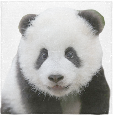 Picha ya Panda Mwenye Kuchekesha Picha ya Ukuta