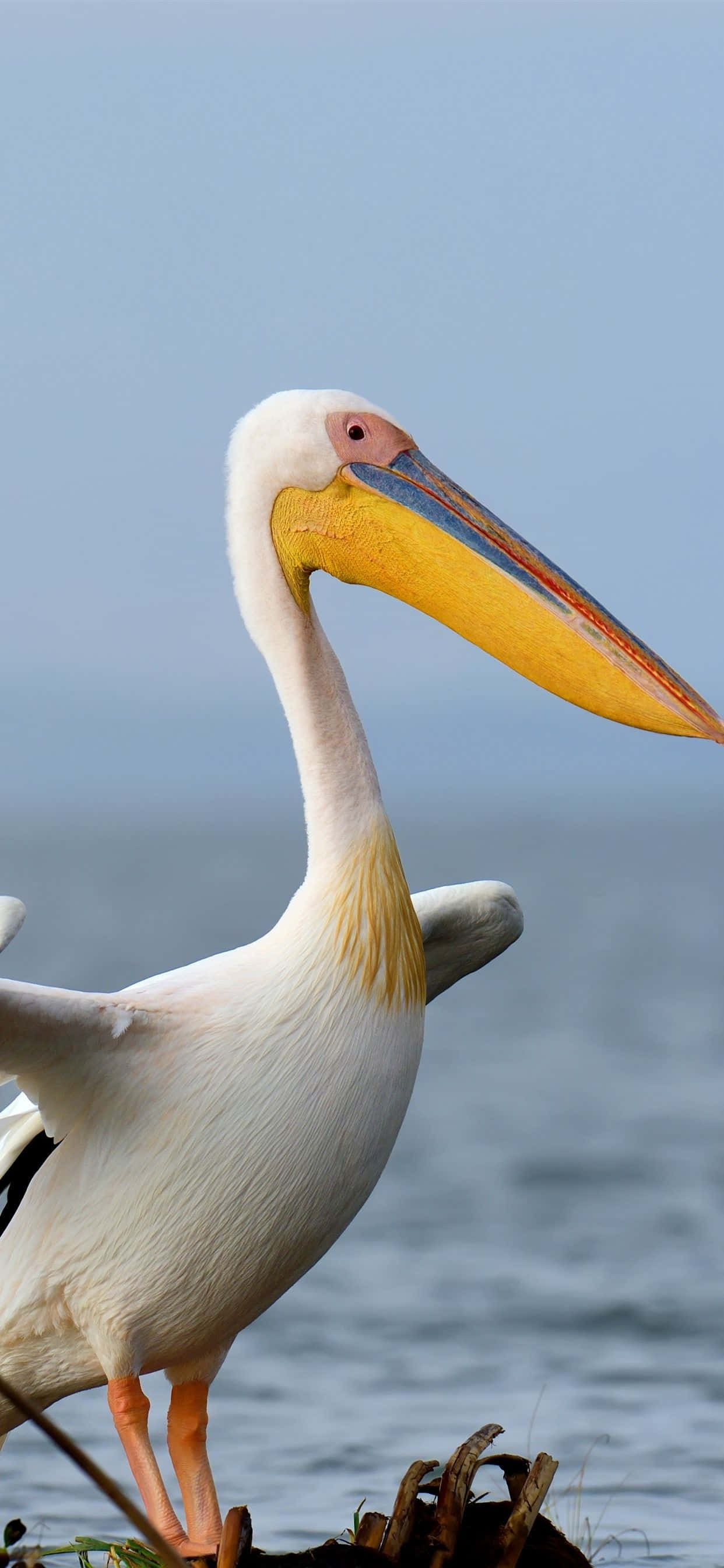 Picha ya Pelicans karibu na ufukwe Picha ya Ukuta