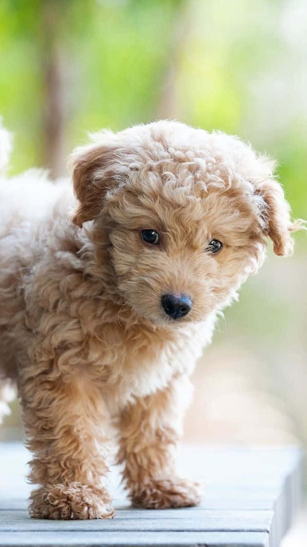 Picha ya Picha ya Mbwa Mdogo wa Goldendoodle Picha ya Ukuta