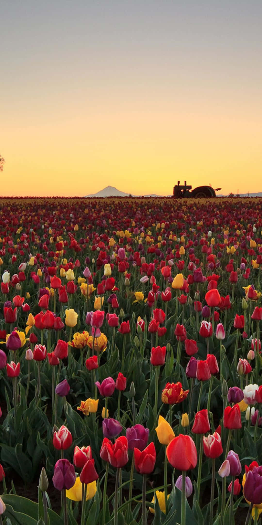 Picha ya Pixel 3 ya Uwanja wa Tulip Picha ya Ukuta