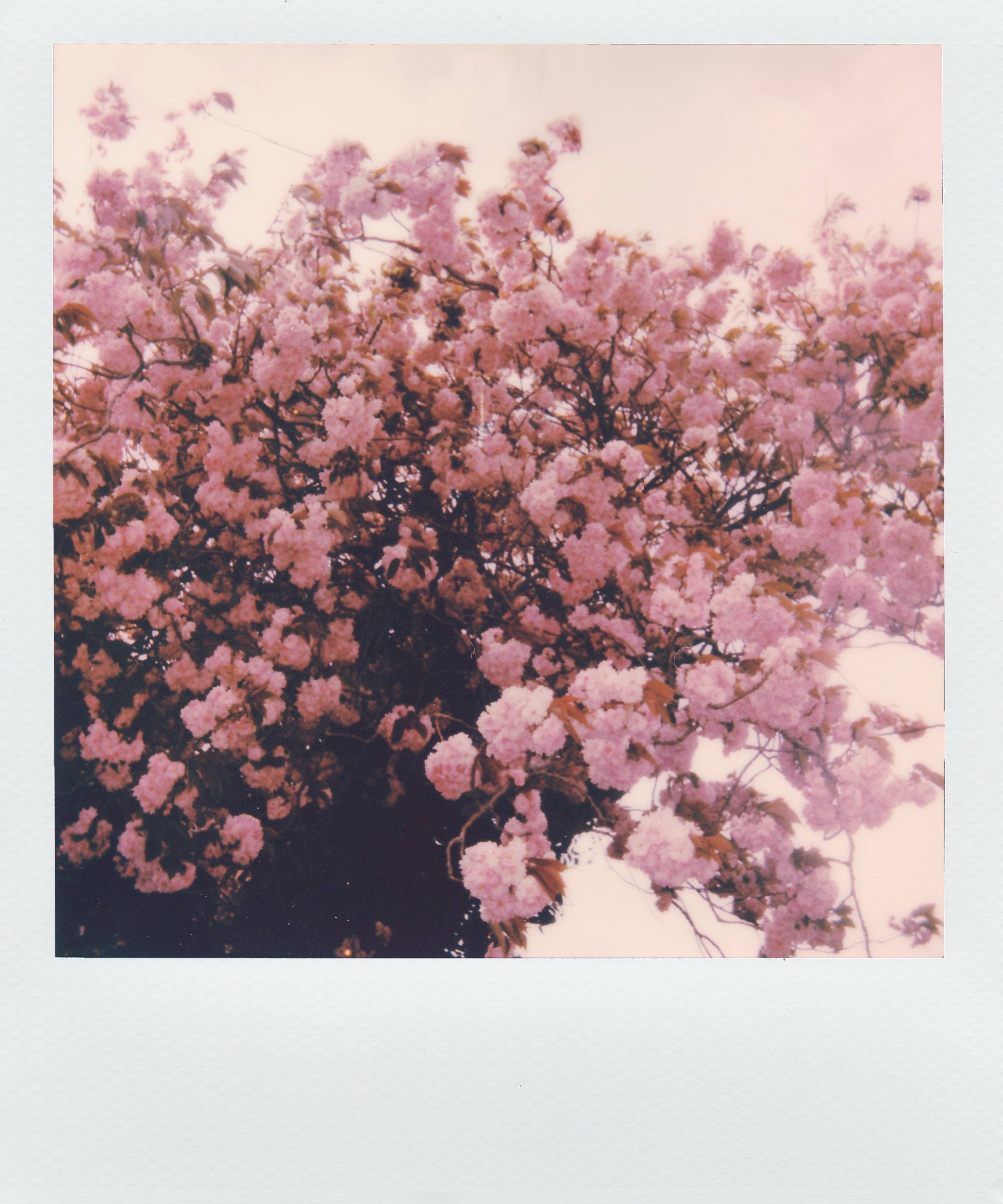 Picha ya Polaroid ya Maua ya Pinki Aesthetic Picha ya Ukuta