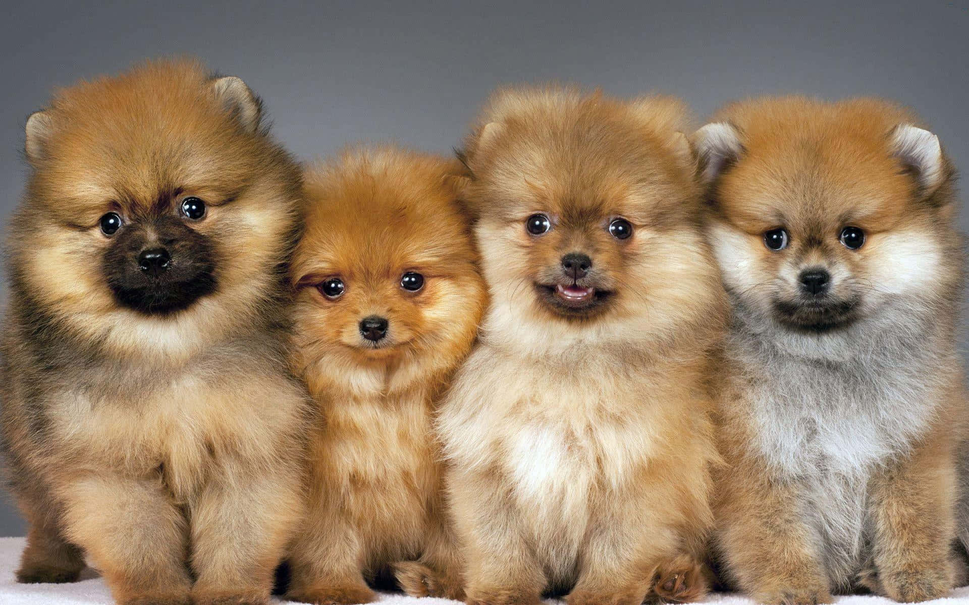 Picha ya Pomeranian yenye Manyoya ya Rangi ya Kahawia Picha ya Ukuta