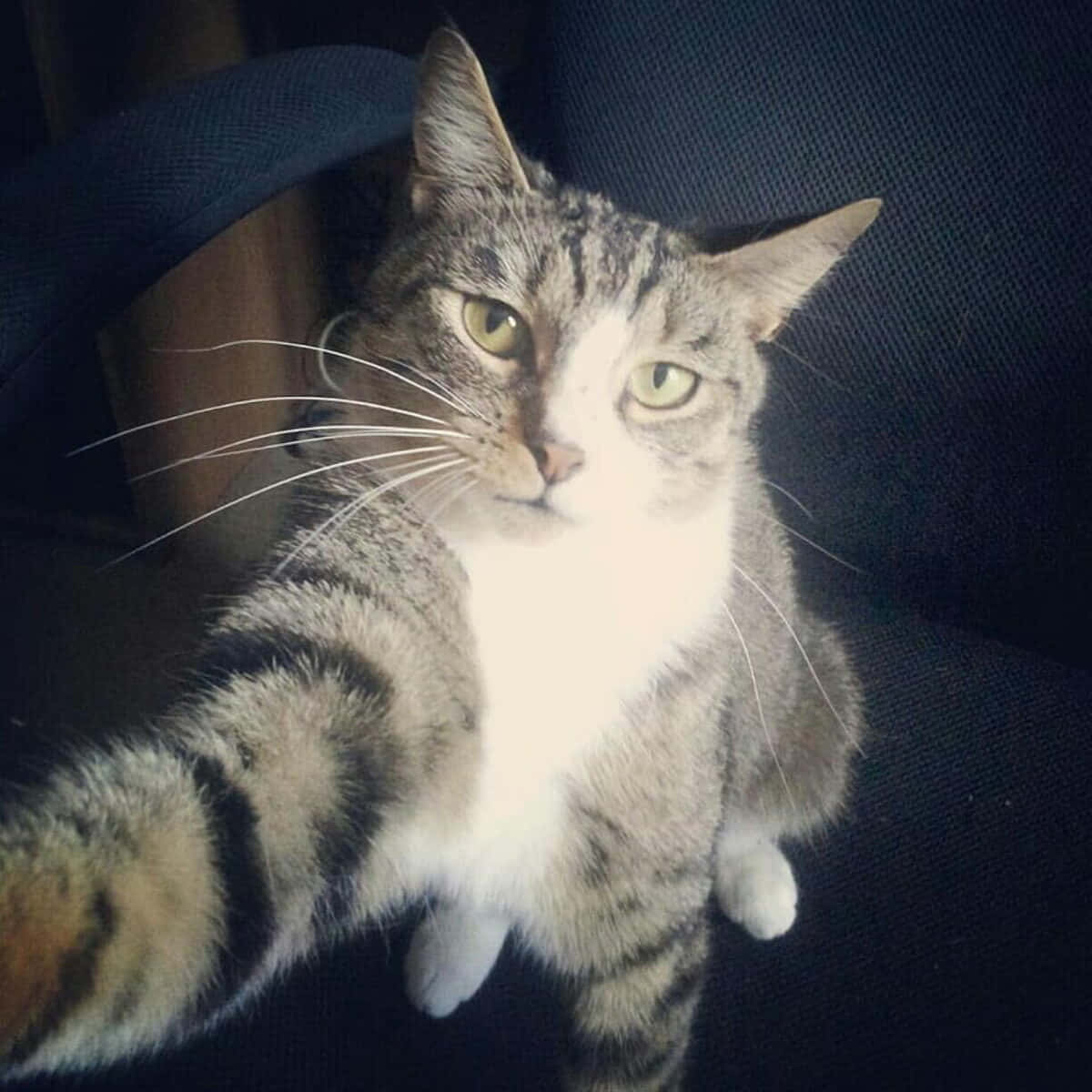 Picha ya Profaili ya Discord ya Paka Mcheshi Anayejipiga Selfie Picha ya Ukuta