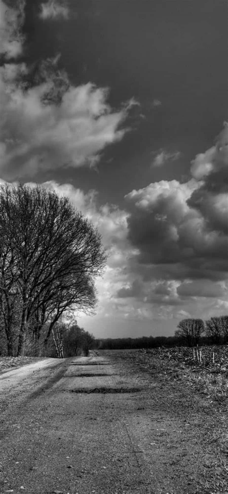 picha ya rangi nyeusi na weupe ya barabara ya mchanga yenye miti Picha ya Ukuta