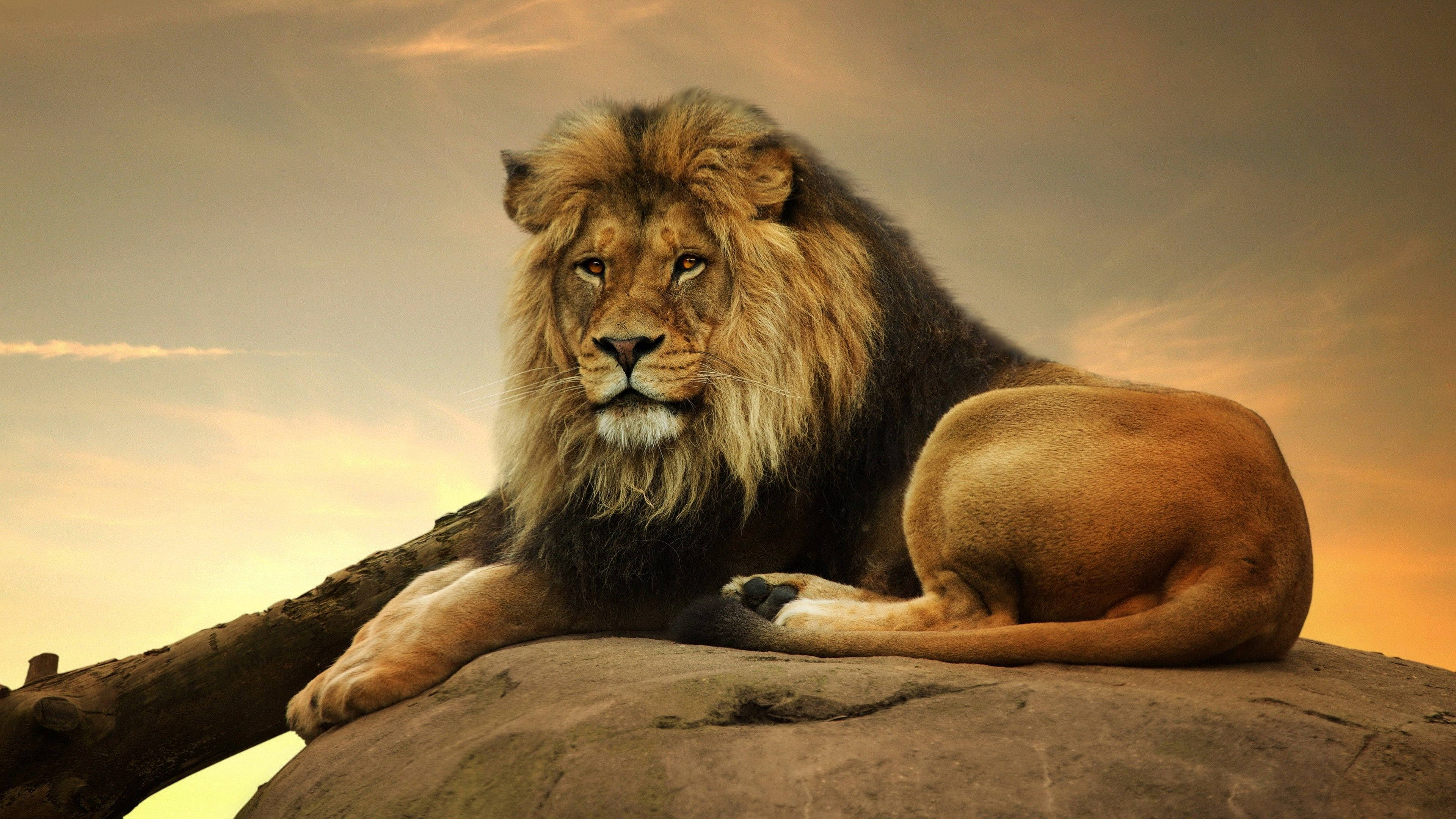 Picha ya Simba ya 3D ya Kawaida Picha ya Ukuta