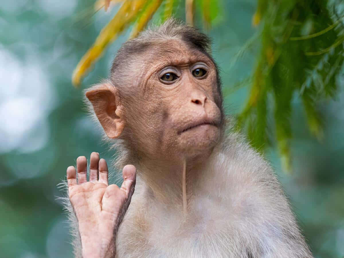 Picha ya Sokwe Mrembo Akipunga Mkono Hewani Picha ya Ukuta