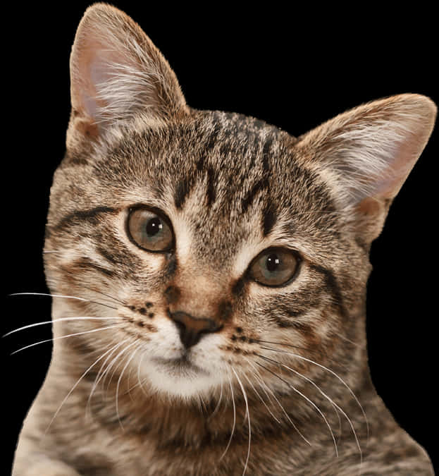 Picha ya Tabby Cat kwenye Background Nyeusi Picha ya Ukuta