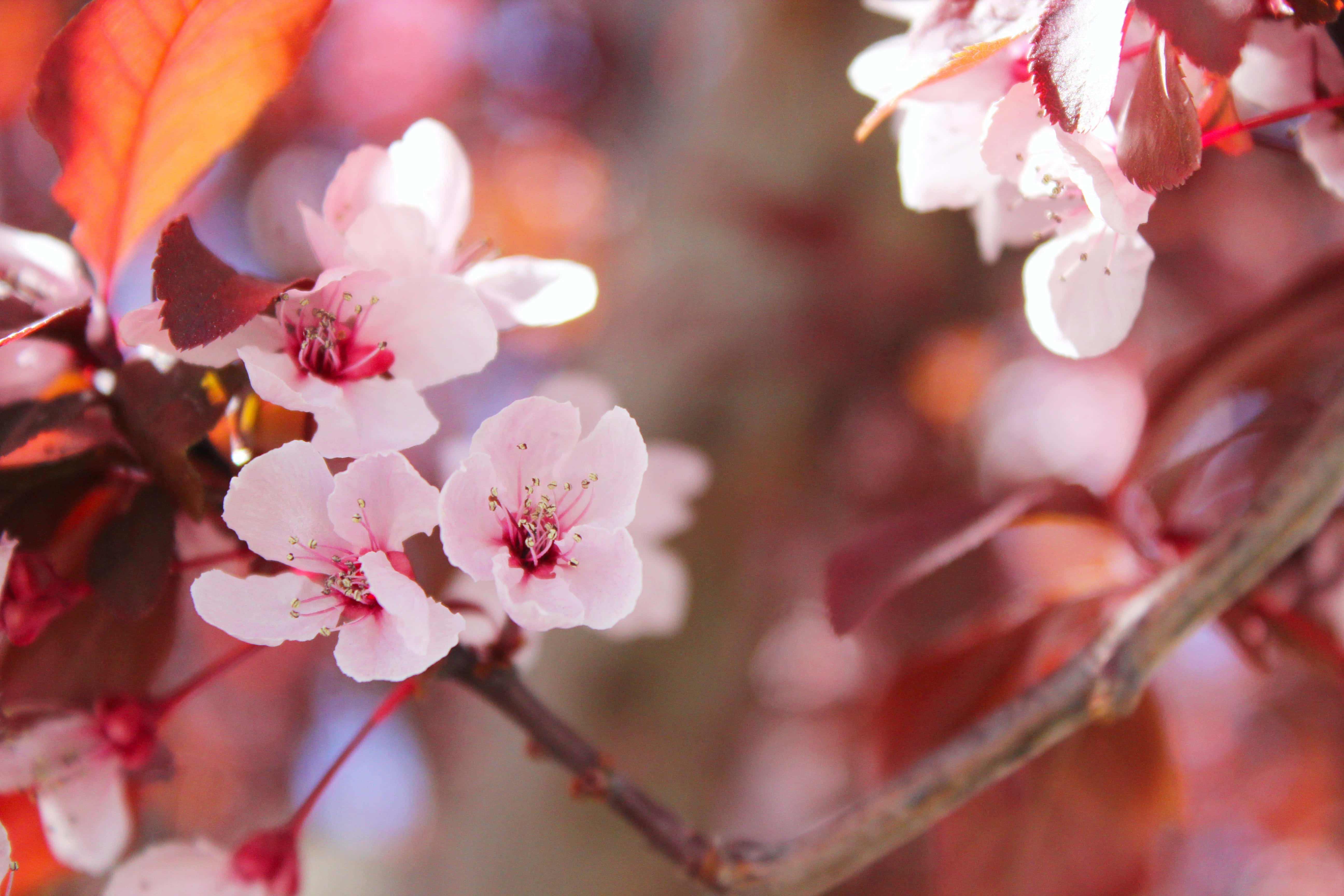 Picha ya Tawi la Mti la Maua ya Cherry Blossom Picha ya Ukuta
