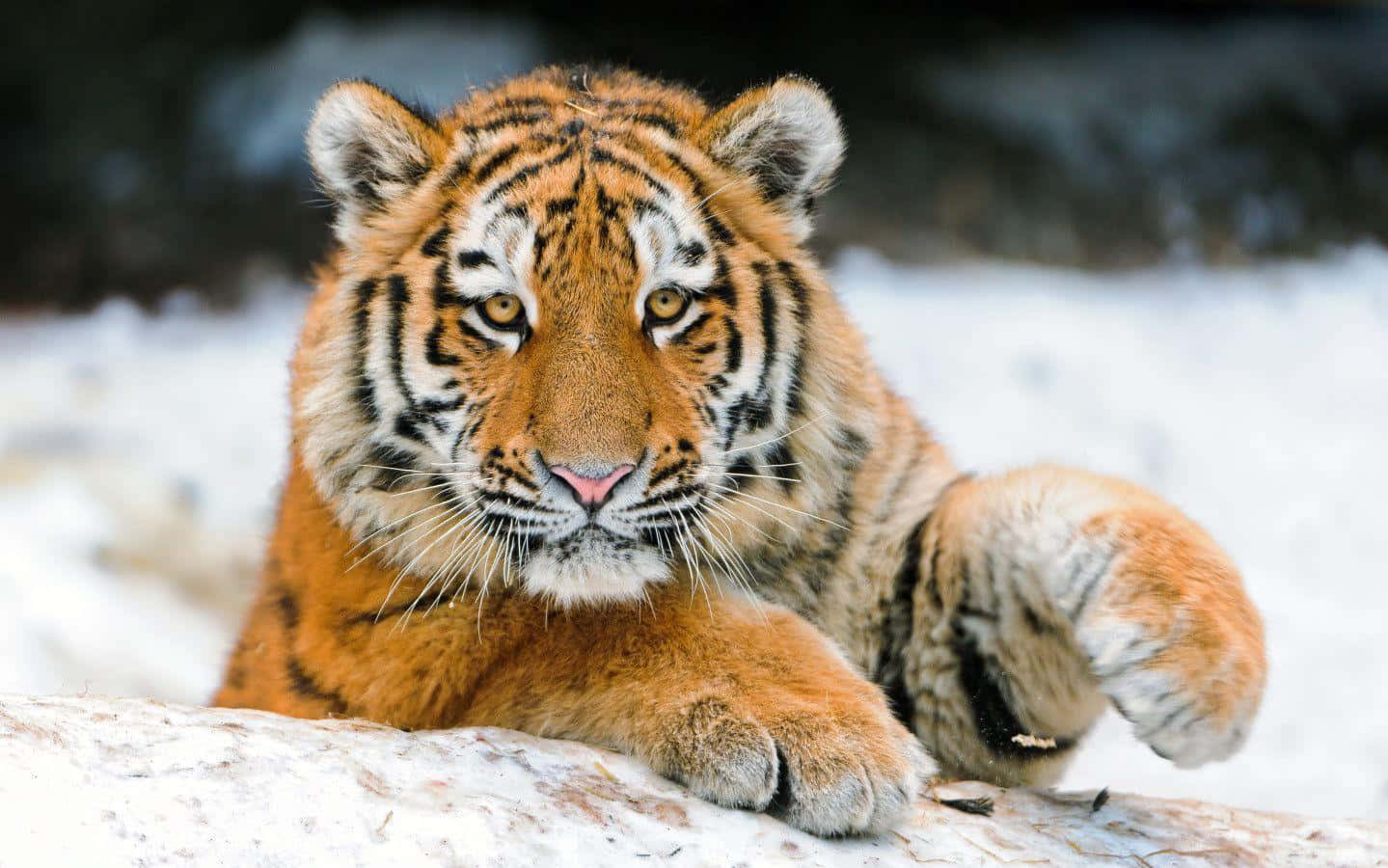 Picha ya Tiger Mrembo kwenye Theluji Nyeupe Picha ya Ukuta