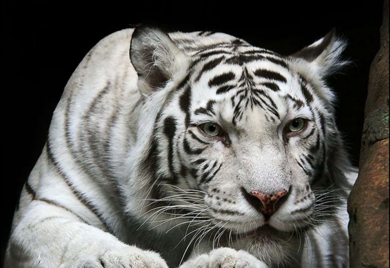 Picha ya Tiger Mweupe Mwenye Udadisi Picha ya Ukuta