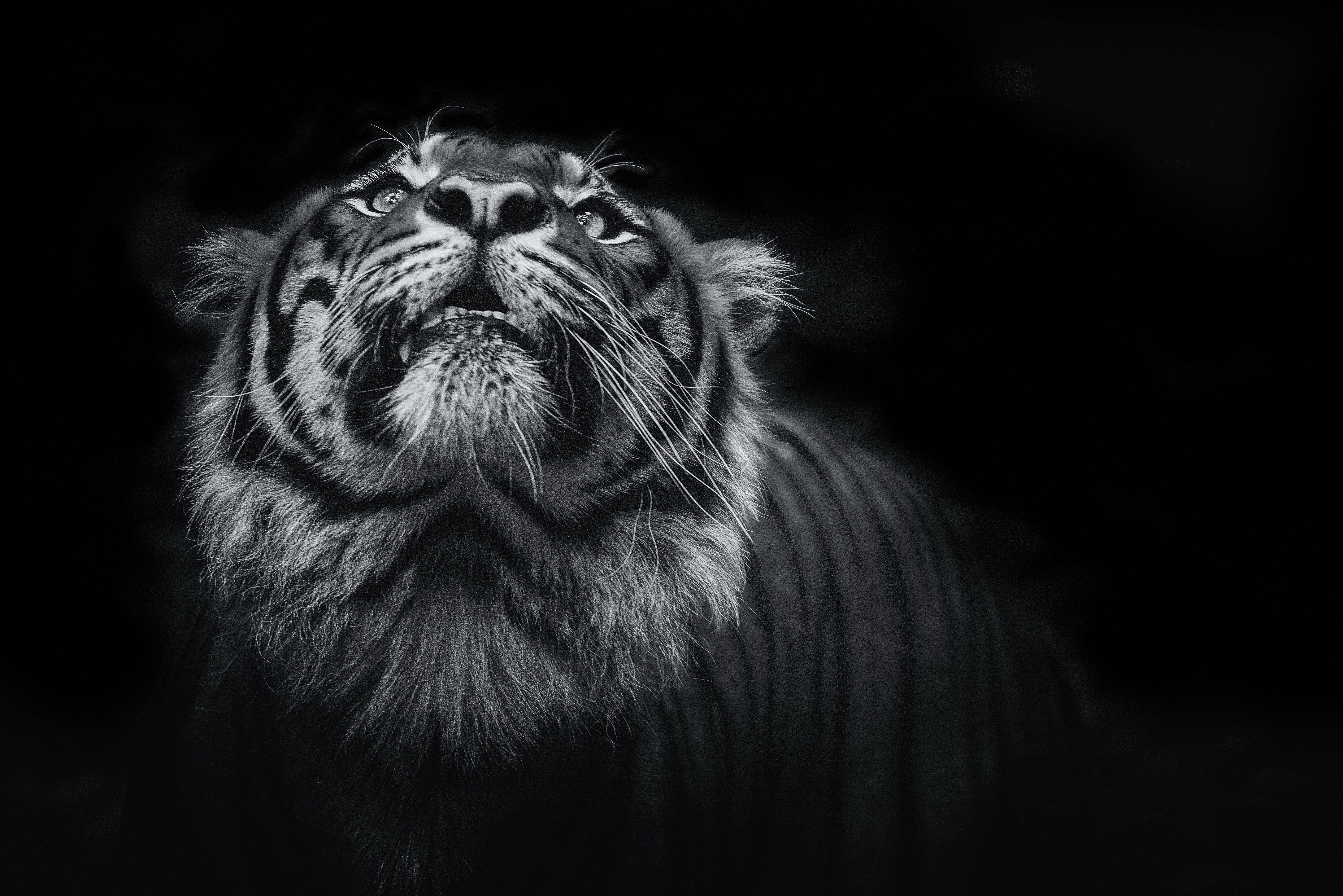 Picha ya Tiger ya 8K ya Kijivu Picha ya Ukuta